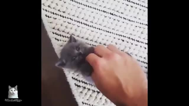 Funny animals (1)