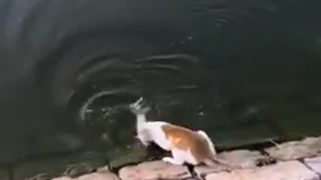 Lucky Cat catches free fish