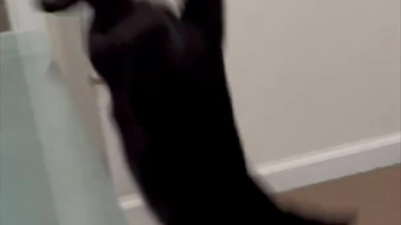 Adopting a Cat from a Shelter Vlog - Cute Precious Piper Shows Her Athletic Prowess #short