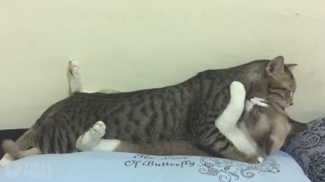 Pet Cats Kiss And Hug Each Other In Bed