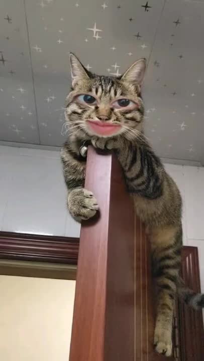 Funny cats compilation Try not to laugh Cute cat