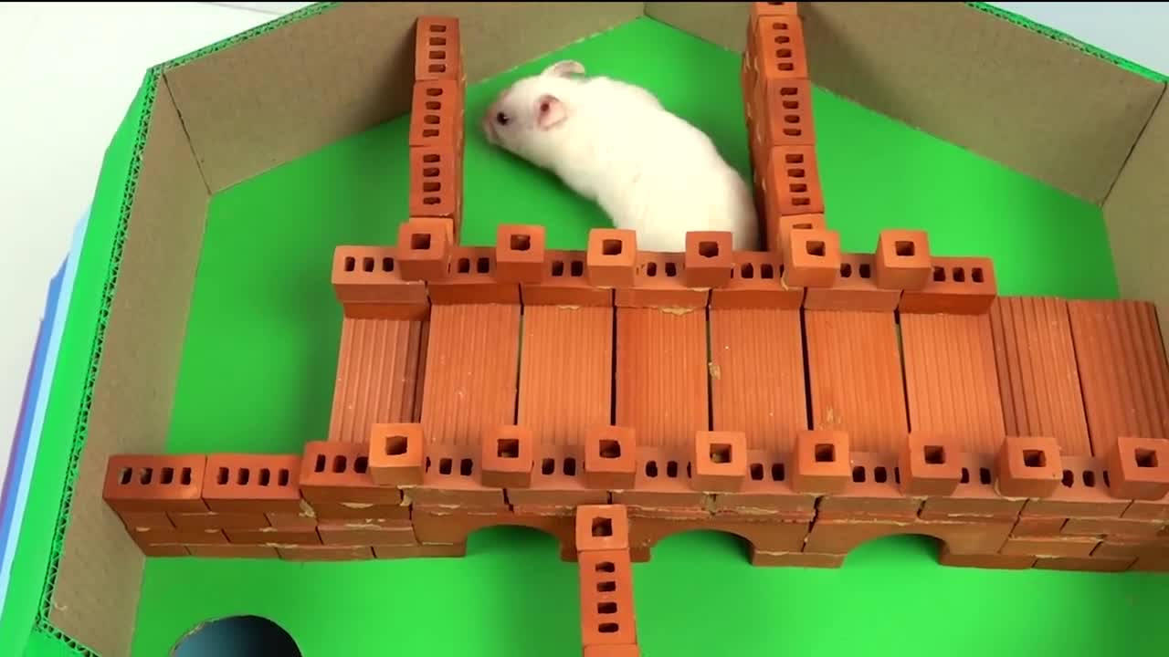 Pool Maze for Hamster