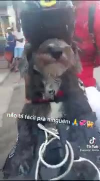 Incredible biker dog delivering pizza in Brazil too smart dog