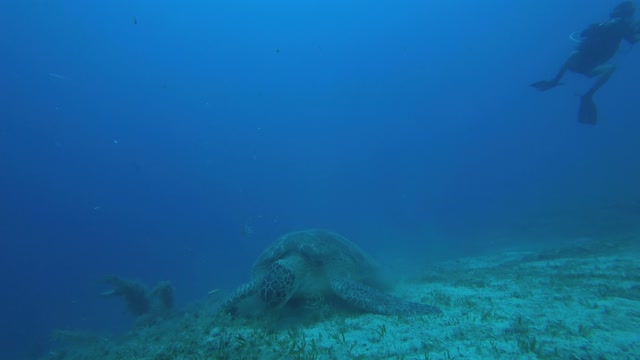 Biggest sea turtle