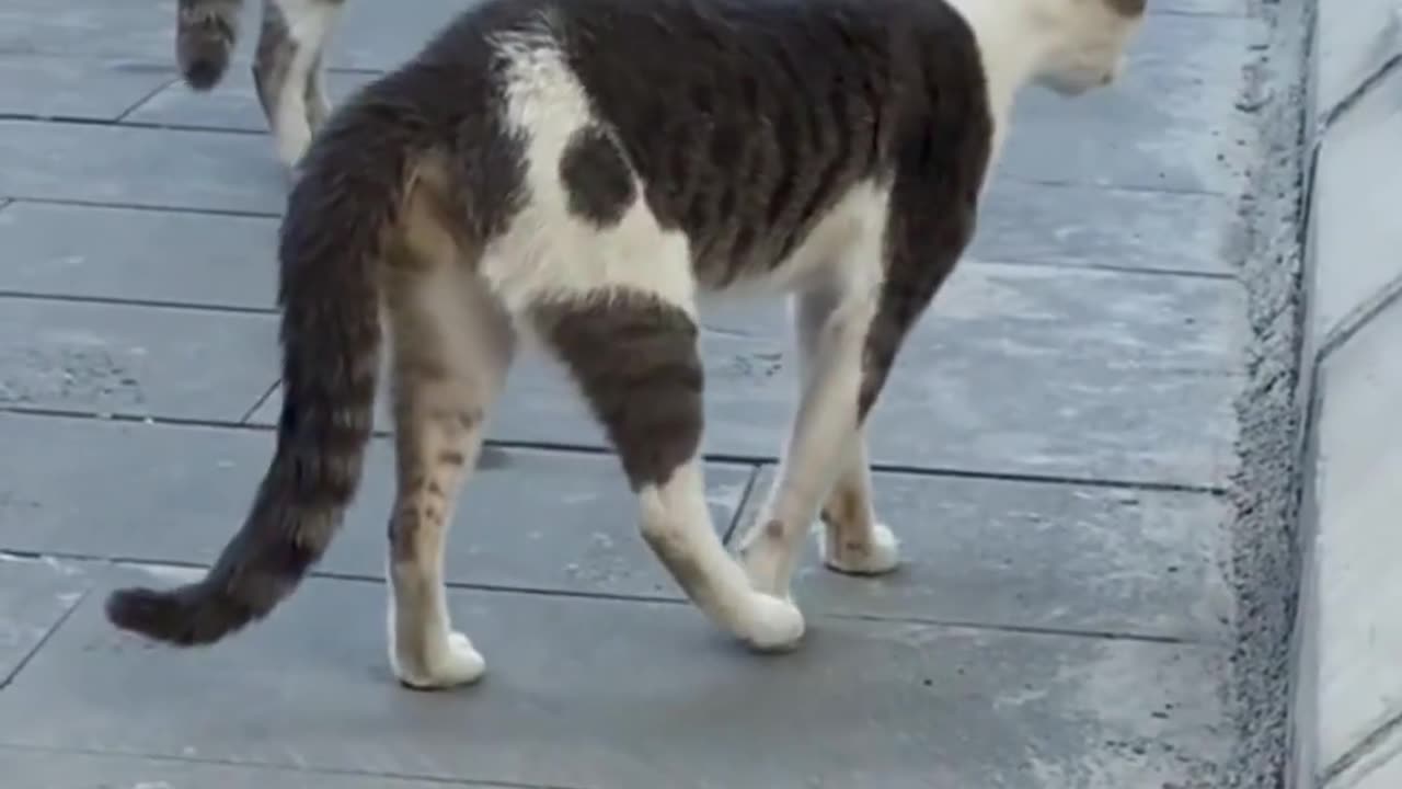 Don’t let them know your next move Cats debate