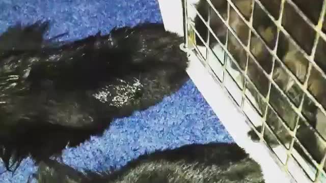 Korben and kittens