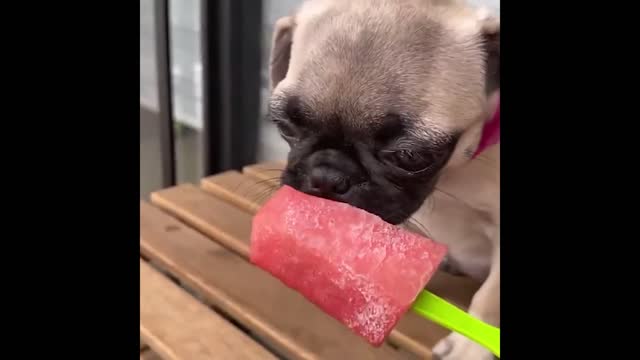 Best Animals 2 Minutes of Funny Cats and Dogs Videos