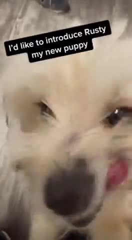 When someone wakes up and disturbs the puppy from his place