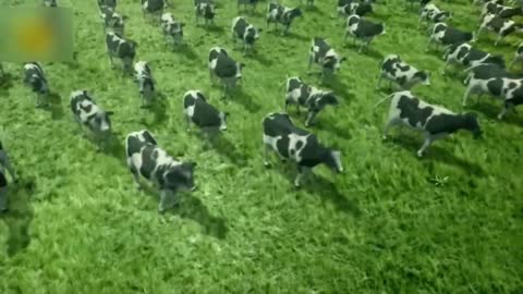 Cow video music