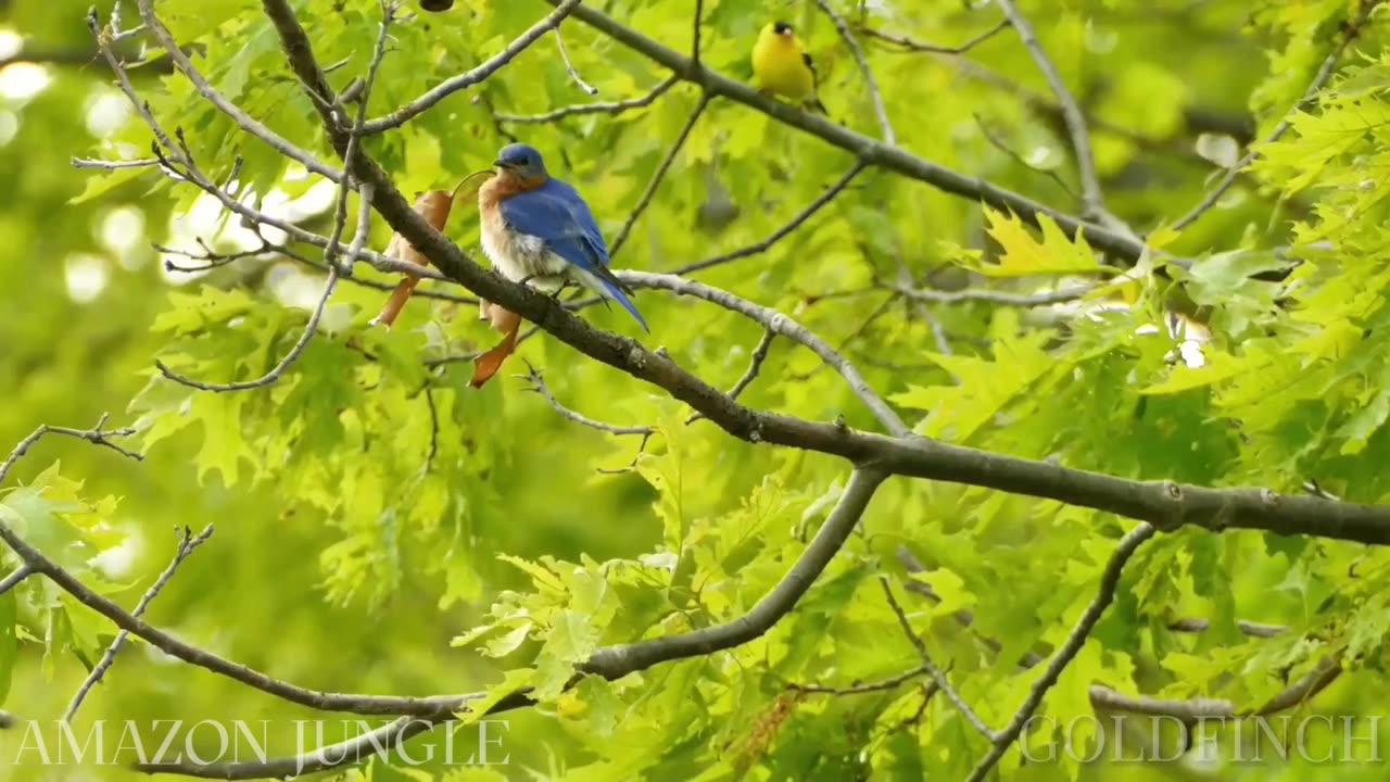 Gold Finch: Stunning Amazon Jungle Footage 🌟 | Must-See Bird 🐦