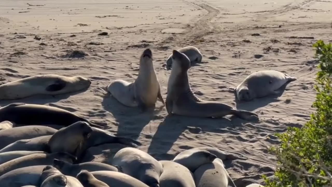 viral video on ocean life animals