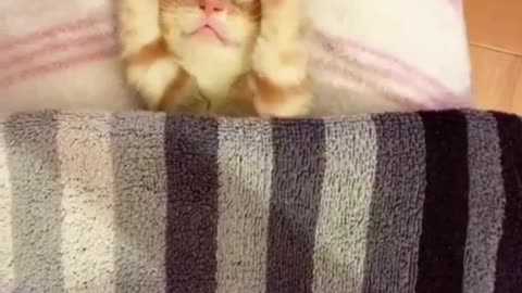 kitten ready to go to sleep