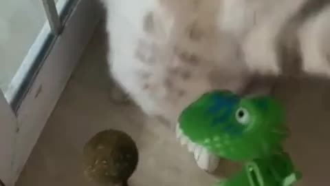funny animal