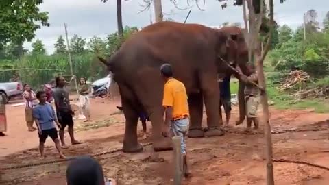GANITO PALA MANGANAK ANG ELEPANTE| HOW ELEPHANT CONCEIVING AN OFFSPRING