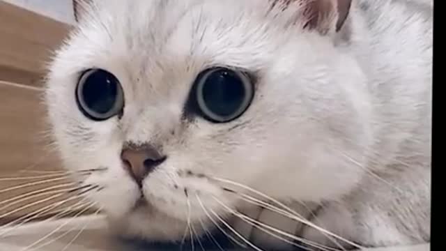 video Cat, cats, funny cats, funny