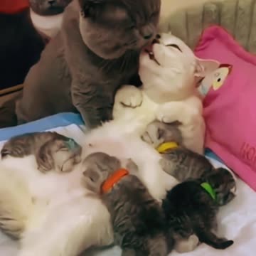 Familia de Gatinhos em casa - Pura Fofura