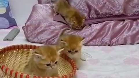 Cute Kittens Doing Funny Things 2021