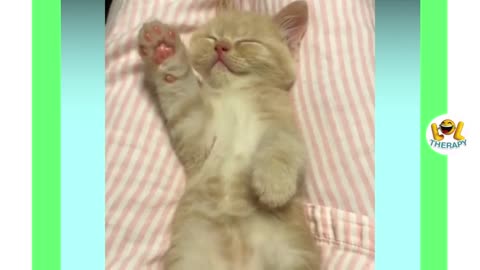 Cute kittens COMPILATION