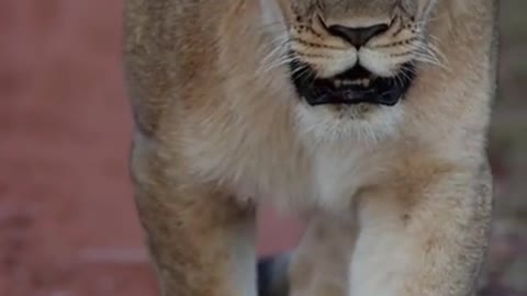 Powerful female lion