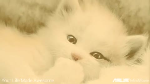 Minute Compilation of Cute & Funny Cats!