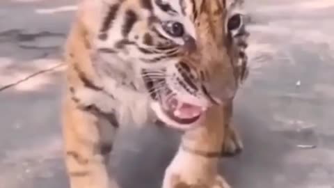 Baby tiger (Noisy)