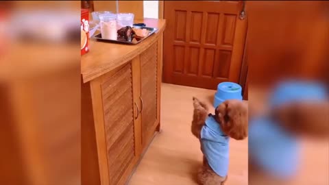 Baby Dogs Video Cute Pets And Funny Animals 2020 Compilation 3 FOND OF ANIMALS