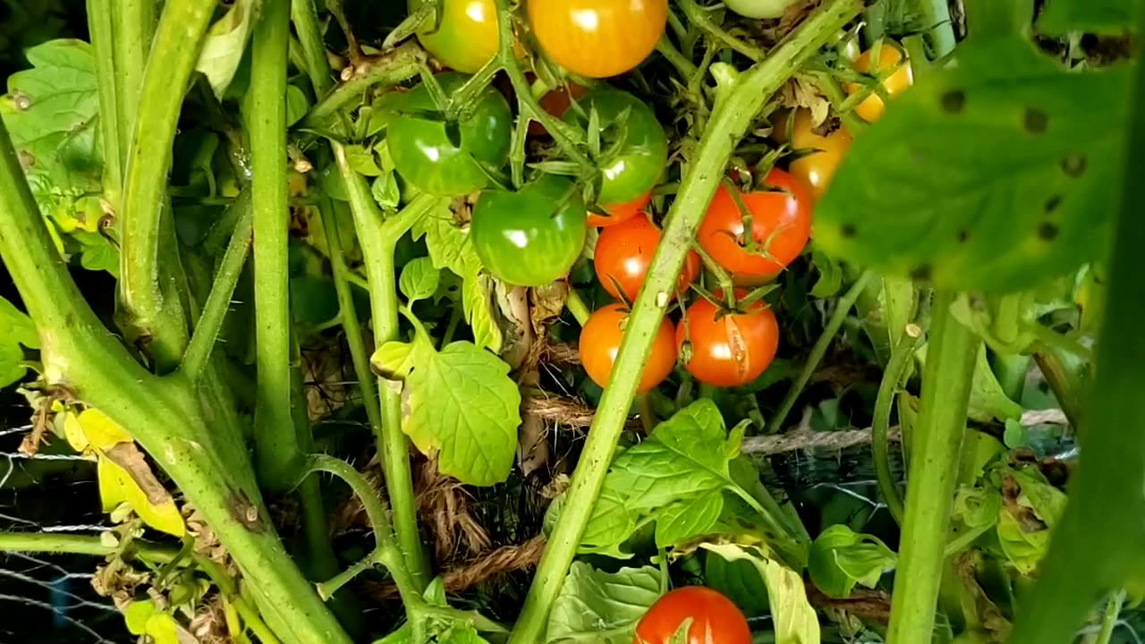 Growing & Harvesting Cherry, Plum Tomatoes