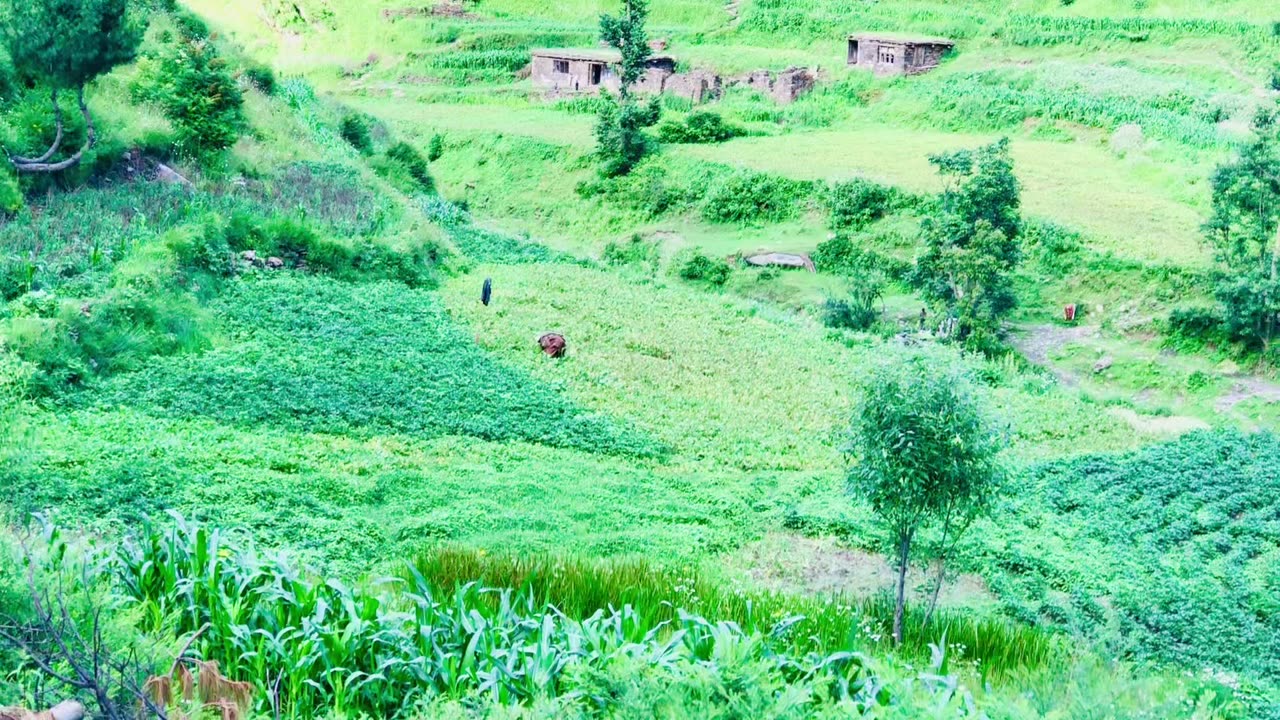 Beautiful scenes of nature at Swat Pakistan