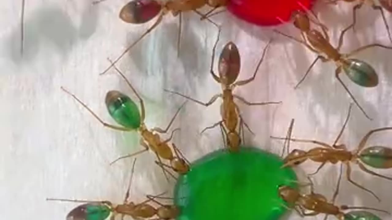 Ants eating colored liquid