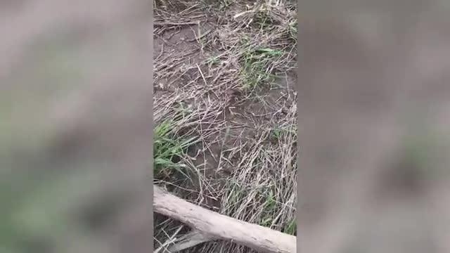 A little Jack Russell Terrier crosses the river