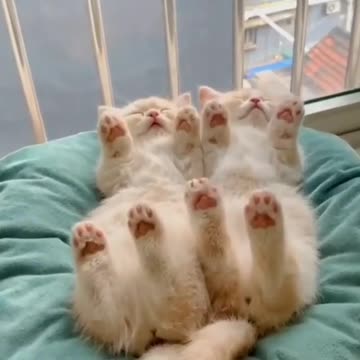 💗💗💗 Adorable, fluffy little kittens sleeping soundly 💗💗💗