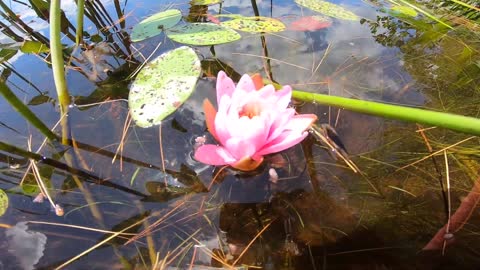 Water Lily