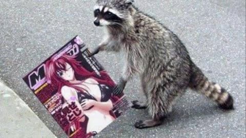Raccooning Raccoon - MGTEENS e a bolha de gerações