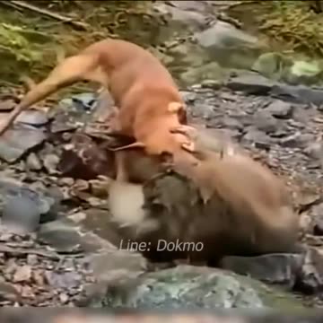 What Does The Monkey Do With Dog At The End?| میمون در آخر با سگ چی خواهد کرد؟