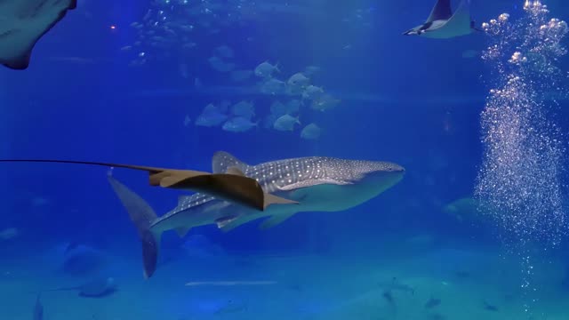 Fish,aquarium