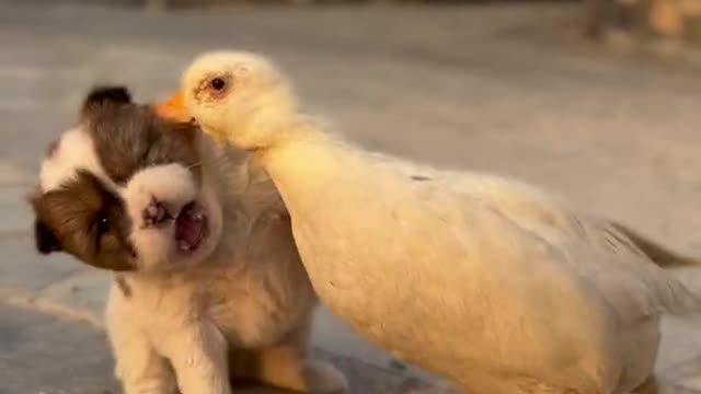 Cute Puppy