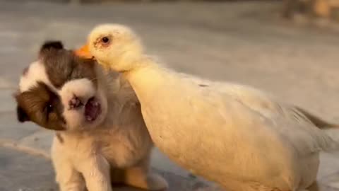 Cute Puppy