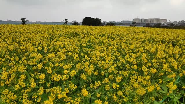 This is a pretty rape flower video.