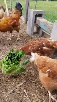 Chickens eating lettuce