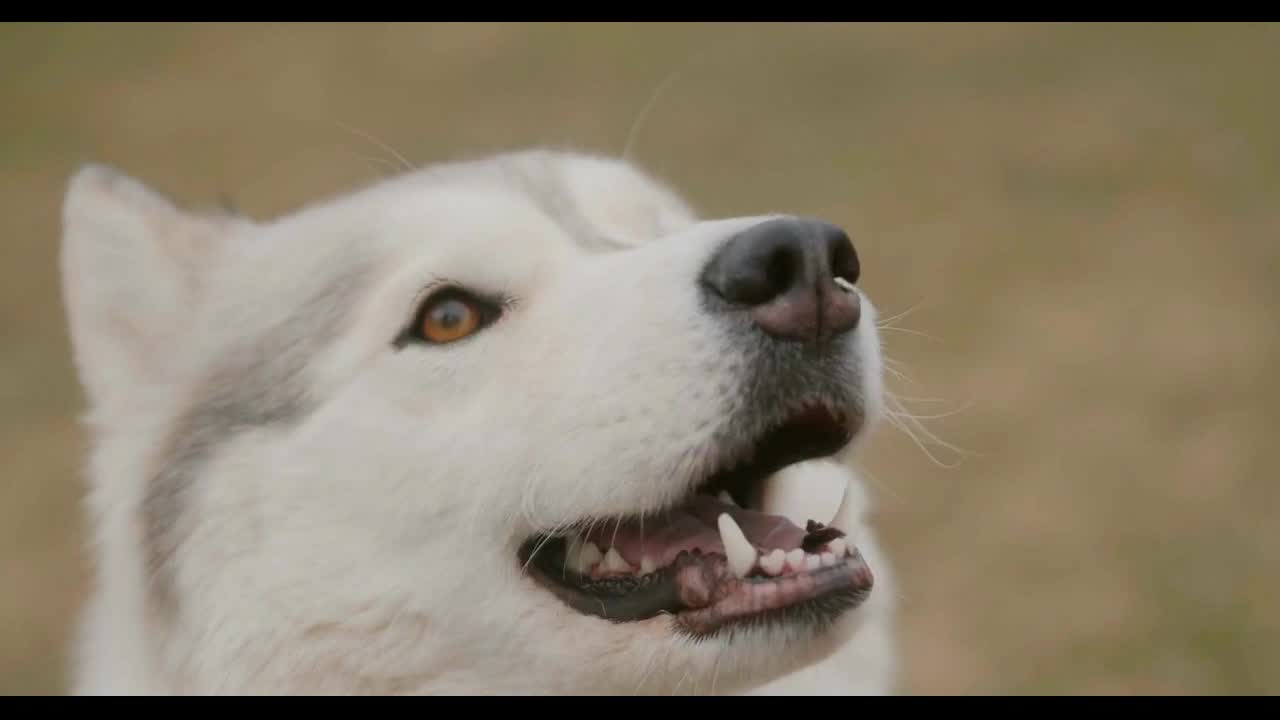 Portrait close-up white dog Husky in slow motion. Husky with heterochromia multicolored eyes