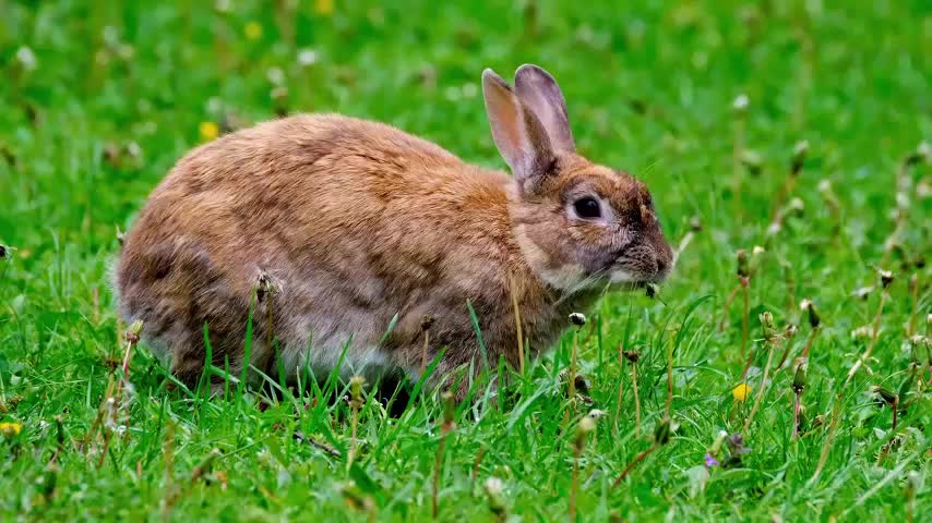 Pet Rabbit In The Forest Greens