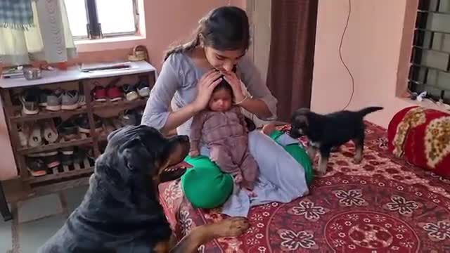 Jerry became very excited to meet baby and puppy German shepherd