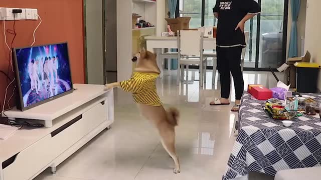 The dog is too involved in dancing, and the owner is laughing at him secretly next to him