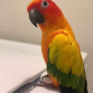 Parrot Loves Listening to Washing Machine