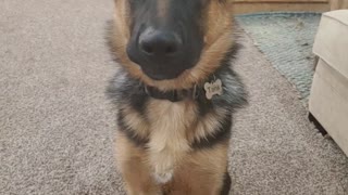 German Shepherd, Tank smiling