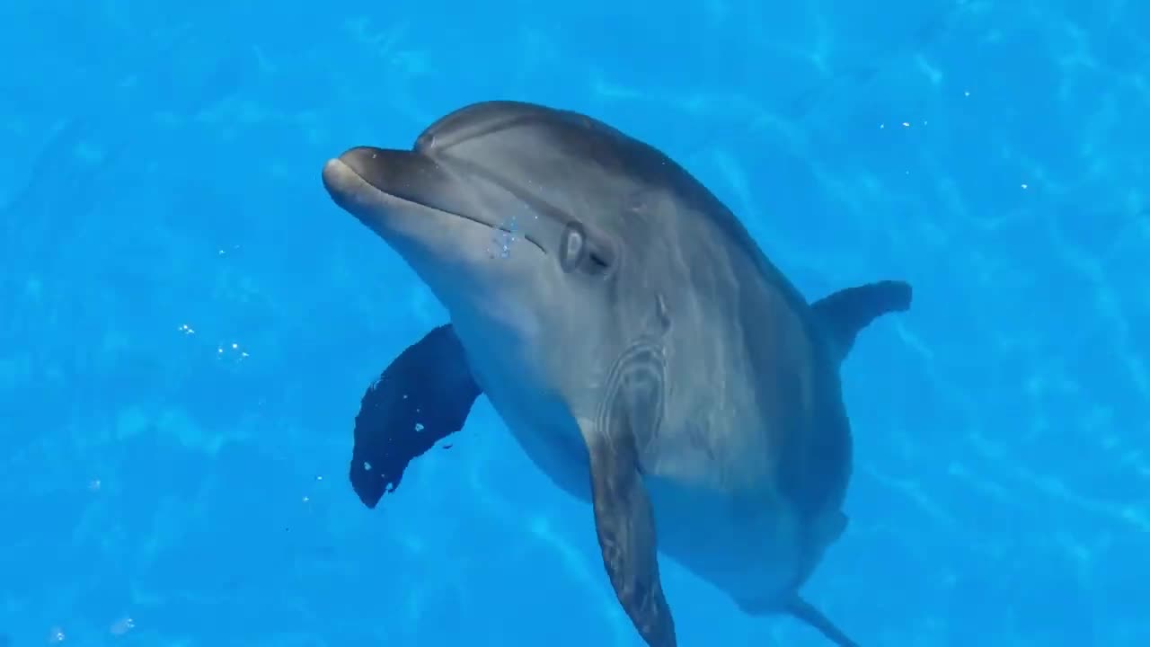 The Nature Of The Dolphin and Playing With Humans HD