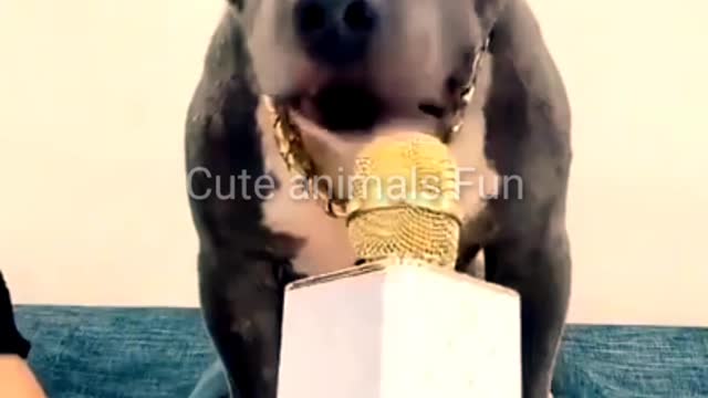 Funny Dogs - Cute and Funny Dogs Videos Compilation