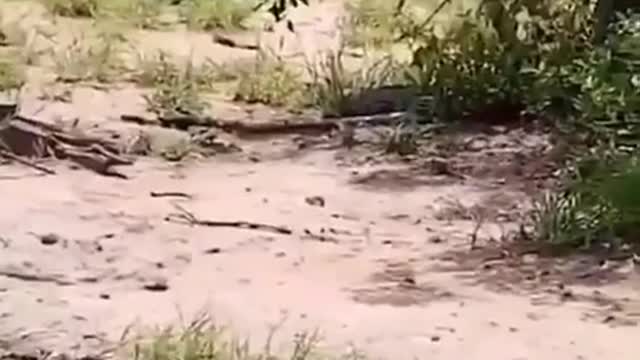Deer attack by animal