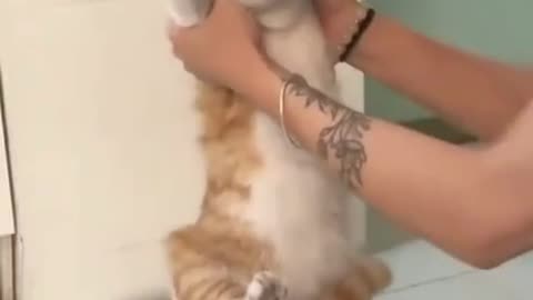 Warning: May cause uncontrollable laughter (Cat in craze funny moment)