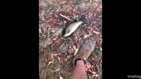 Fish that Wants to be Eaten